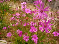 2013-08-18_Regina-F-Rau_Schachen_Blumen  (173).JPG